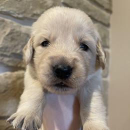Golden Retrievers from Galvan Goldens