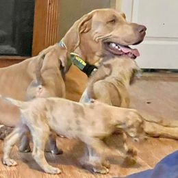 Great Dane Puppies from Reagan’s Danes