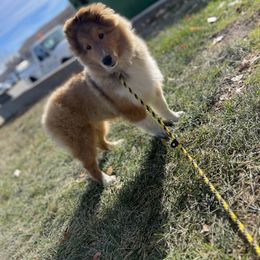 Dalmatian and Shetland Sheepdog Puppies from Karmayne Kennels