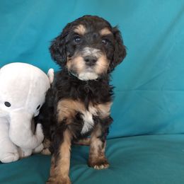 Bernedoodle Puppies from Positively Doodles