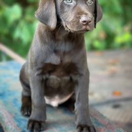 Labrador Retriever Puppies from Southern Heritage Retrievers