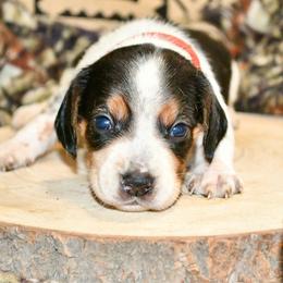 Arwen - Black and tan female Beagle puppy in Viper, Kentucky from Mountain Top