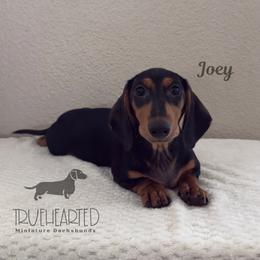 Joey - Black and tan male Dachshund puppy in Royse City, Texas from Truehearted Miniature Dachshunds