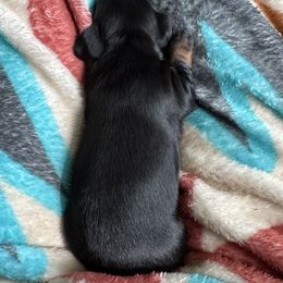 Dachshund Puppies from TMJ Dachshunds & More