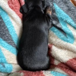 Dachshund Puppies from TMJ Dachshunds & More