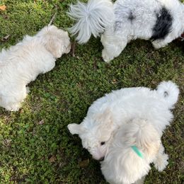 Green - White Coton de Tulear puppy in Kingsport, Tennessee from Smoky Mountains Cotons