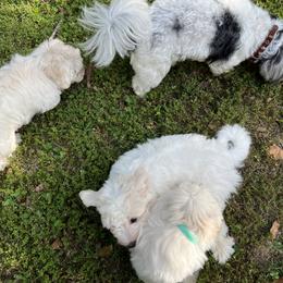 Green - White Coton de Tulear puppy in Kingsport, Tennessee from Smoky Mountains Cotons
