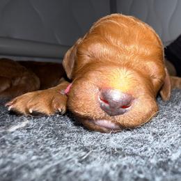 Pink - Red  female Poodle puppy in Keedysville, Maryland from Sunshine Red Standard Poodles