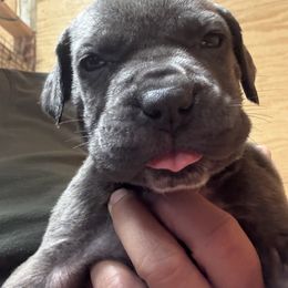 Boy6 - Gray male Cane Corso puppy in Granbury, Texas from Revolutions Kennel