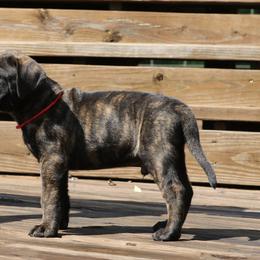 Red Collar - Tiger male Perro de Presa Canario puppy in Pocahontas, Illinois from Cabeza Grande Kennel