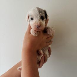 Sylvia - Blue merle and white female Sheepadoodle puppy in Wabash, Indiana from DOODCompany