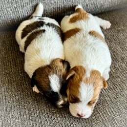 German Shorthaired Pointer and Russell Terrier Puppies from Charnobragan Acres