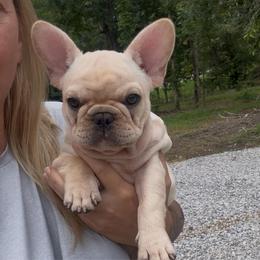 Cream - Cream male French Bulldog puppy in Amory, Mississippi from Brickyard Bulldogs