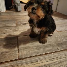 Charlie - Black and tan male Yorkshire Terrier puppy in Chickasha, Oklahoma from SISSYS YORKIES