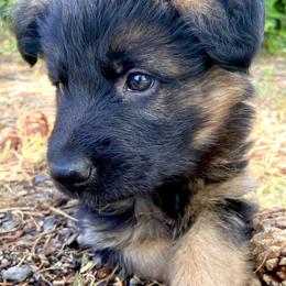 Chibi - Black and red female German Shepherd puppy in Cave Junction, Oregon from Faith Shepherds