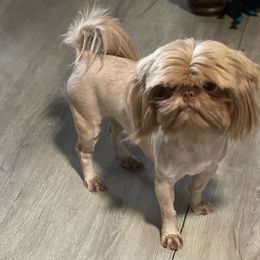 Sunshine - Shih Tzu