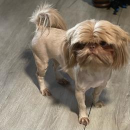 Sunshine - Shih Tzu