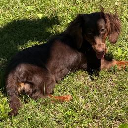 Nellie - Chocolate and tan female Dachshund puppy in Industry, Illinois from KDKs Kennels