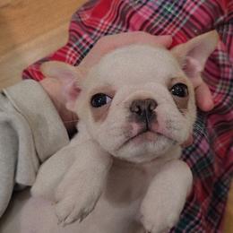 Boston Terrier Puppies from Quinn's Kennels