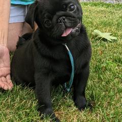 Pug Puppies from Cydney & Co Pugs