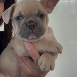 Lilac  fawn male - Blue fawn male French Bulldog puppy in Denison, Texas from Lovemyfrenchies – Stoddard Frenchbulldog's