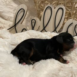 Cavalier King Charles Spaniel Puppies from Cassie’s Cavaliers