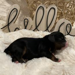 Cavalier King Charles Spaniel Puppies from Cassie’s Cavaliers