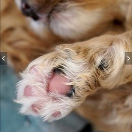 Australian Labradoodle Puppies from Integrity Labradoodles