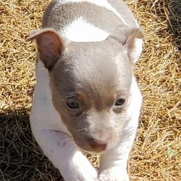 Teddy Roosevelt Terrier Puppies from Travelin' Man Terriers