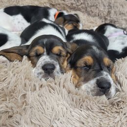 Basset Hound puppies from Maple Lynn Bassets