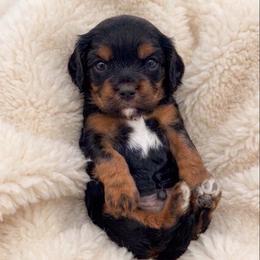 Java - Black and tan male Cavapoo puppy in Salt Lake City, Utah from SunnySide Mini Doodles