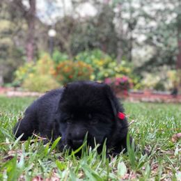German Shepherd Puppies from Zwinger vom Schneider Wald