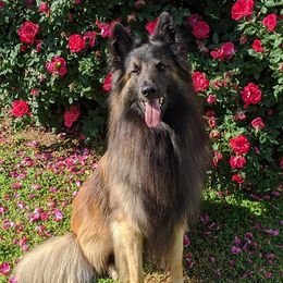 Belgian Tervuren from Her Wild K9s