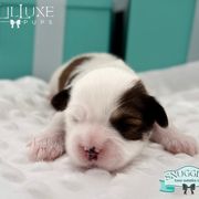 Morkie and Shorkie Puppies from Lil Luxe Pups