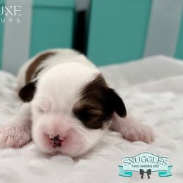 Morkie and Shorkie Puppies from Lil Luxe Pups