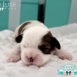 Morkie and Shorkie Puppies from Lil Luxe Pups