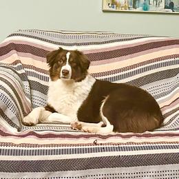 Rosie - Miniature American Shepherd