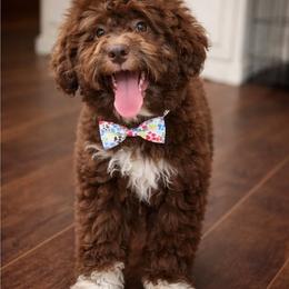 Abraham - Brown male Lagotto Romagnolo puppy in Elgin, Texas from Moreno Casa De Honos