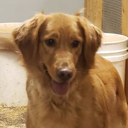 Annie - Golden Retriever