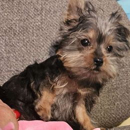 Lu Lu - Yorkshire Terrier