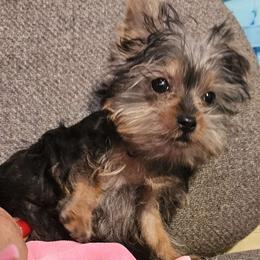 Lu Lu - Yorkshire Terrier
