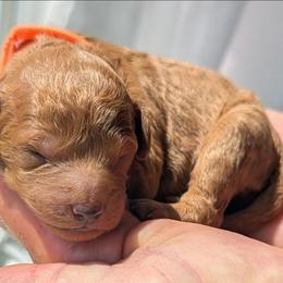 Orange collar - Cream male Goldendoodle puppy in Connecticut from Valley View Doodles