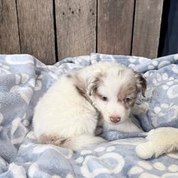 Trump - Lilac merle male Border Collie puppy in Guffey, Colorado from Sunset Ridge