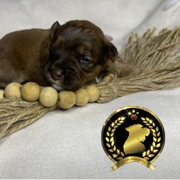 Miniature Schnauzer Puppies from Forever Schnauzers