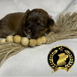 Miniature Schnauzer Puppies from Forever Schnauzers
