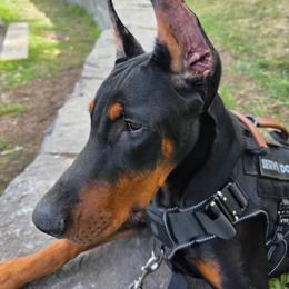 Doberman Pinscher Puppies from Devoted Doberman