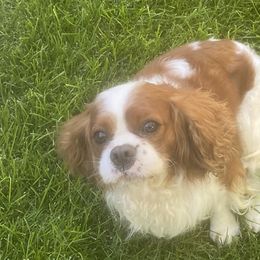 Archer - Cavalier King Charles Spaniel