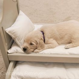 Golden Retriever Puppies from Cannon's Au Retrievers