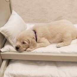 Golden Retriever Puppies from Cannon's Au Retrievers