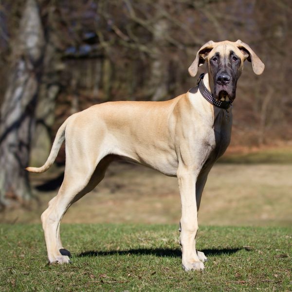 Great Dane